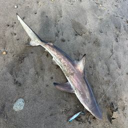 サメ