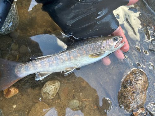 イワナの釣果