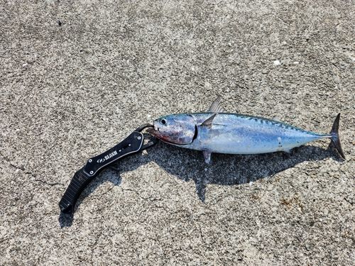 シオの釣果