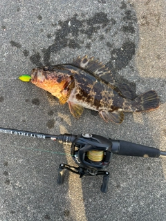 タケノコメバルの釣果