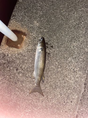 ボラの釣果
