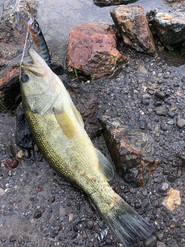 ブラックバスの釣果