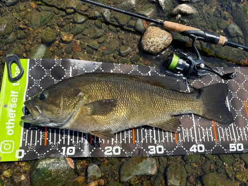 スモールマウスバスの釣果