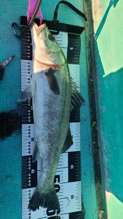 シーバスの釣果