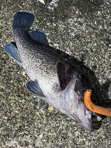 マゾイの釣果