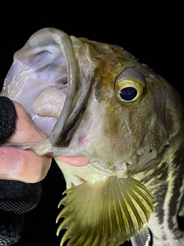 シマゾイの釣果