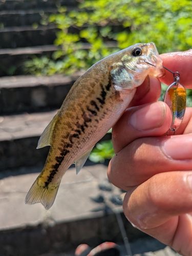 ブラックバスの釣果