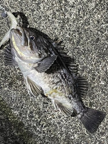 クロソイの釣果