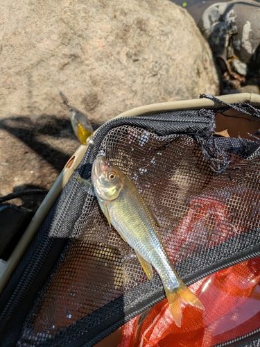 オイカワの釣果