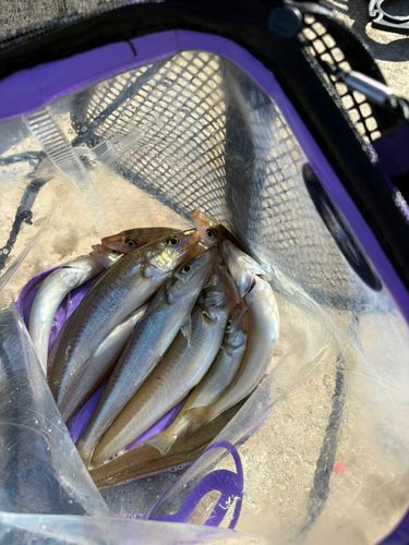 シロギスの釣果