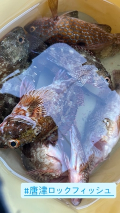 カサゴの釣果