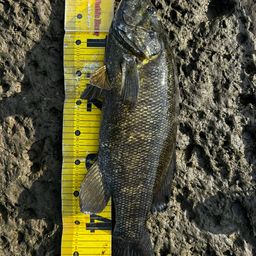 スモールマウスバス