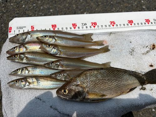 シロギスの釣果