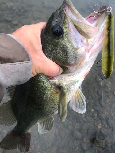 ブラックバスの釣果