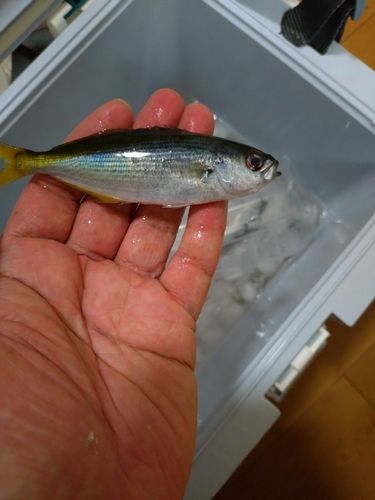 タカベの釣果