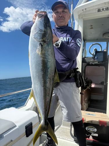 ヒラマサの釣果