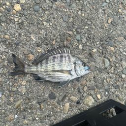 チヌ