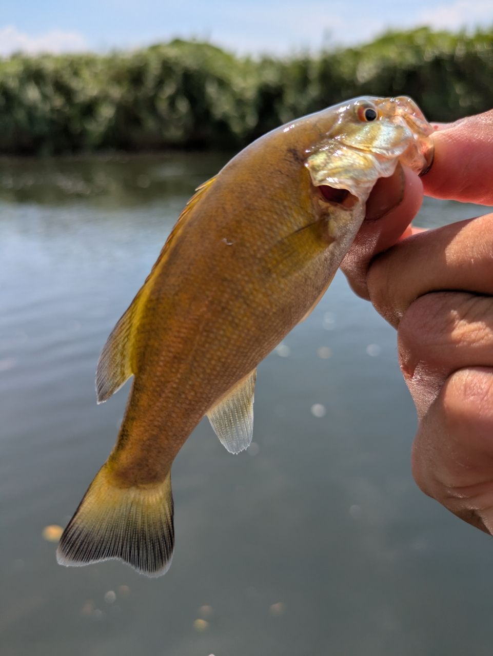 スモールマウスバス