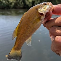 スモールマウスバス