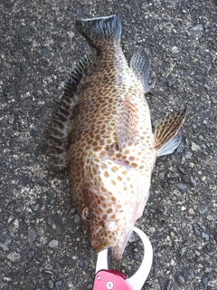 オオモンハタの釣果