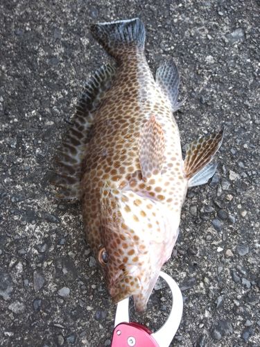 オオモンハタの釣果