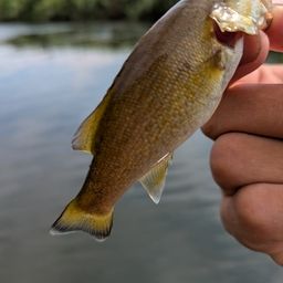 スモールマウスバス