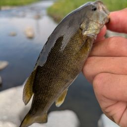 スモールマウスバス