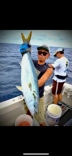 ワラサの釣果
