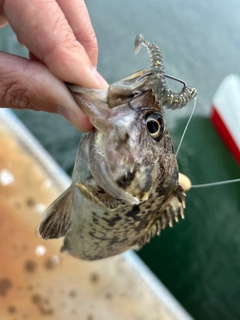 クロソイの釣果