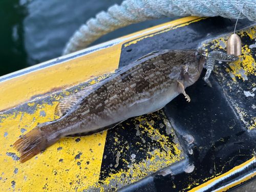 アイナメの釣果