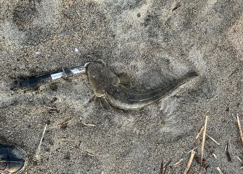 マゴチの釣果
