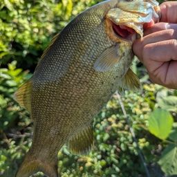 スモールマウスバス