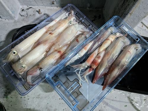 ケンサキイカの釣果