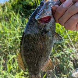 スモールマウスバス