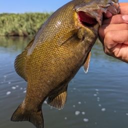 スモールマウスバス