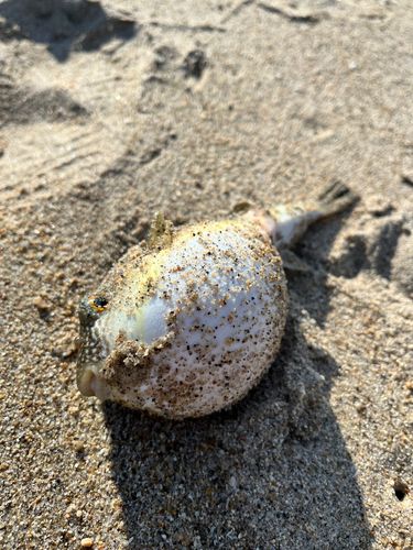 クサフグの釣果
