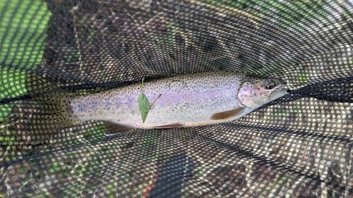 ニジマスの釣果