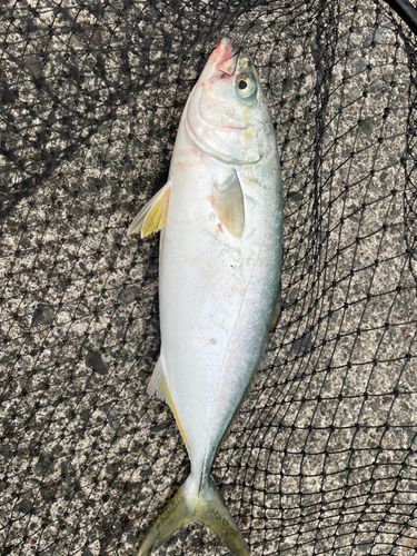 フクラギの釣果