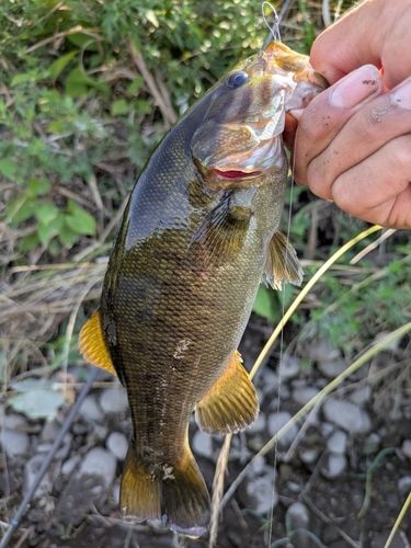スモールマウスバスの釣果