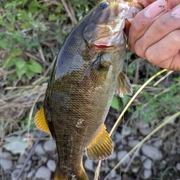 スモールマウスバス