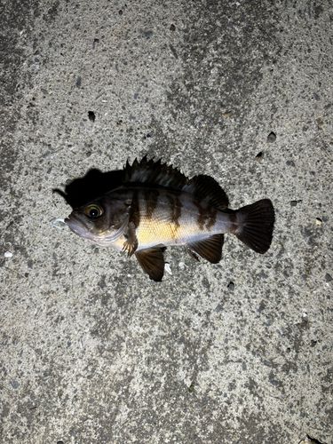 メバルの釣果
