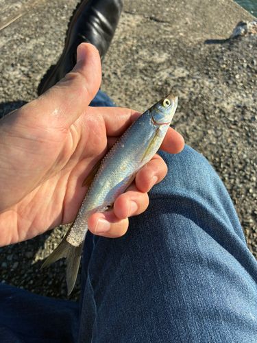 ワタカの釣果