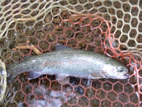ニジマスの釣果