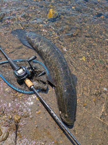 ライギョの釣果