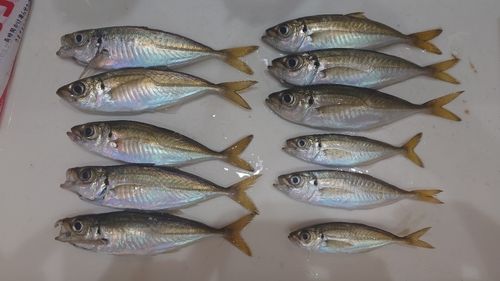 アジの釣果