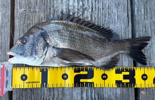 クロダイの釣果