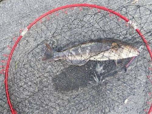 アイナメの釣果