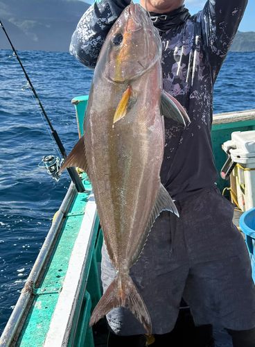 ヒレナガカンパチの釣果