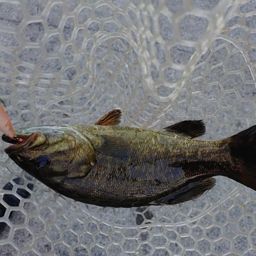 ブラックバス
