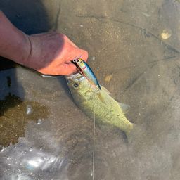 ラージマウスバス